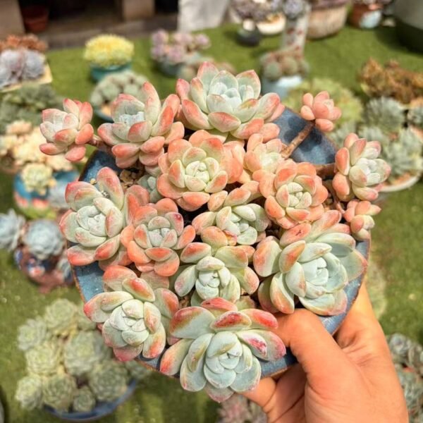 186.Echeveria 'Ice Green'
