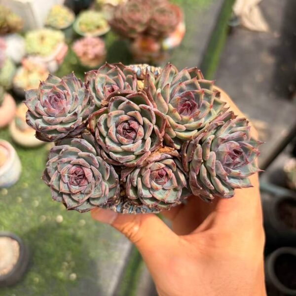 187.Echeveria 'Blueberry