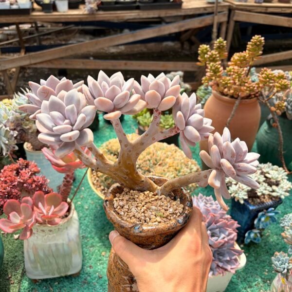 188.×Pachyveria hybrid (Duoduo crested form)
