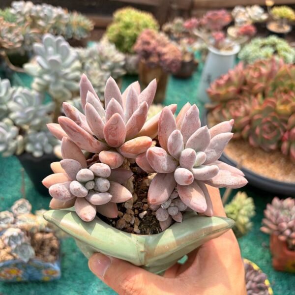 189.Echeveria ‘Original Poppy’