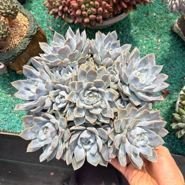 190.Echeveria 'Fiona' (hybrid)