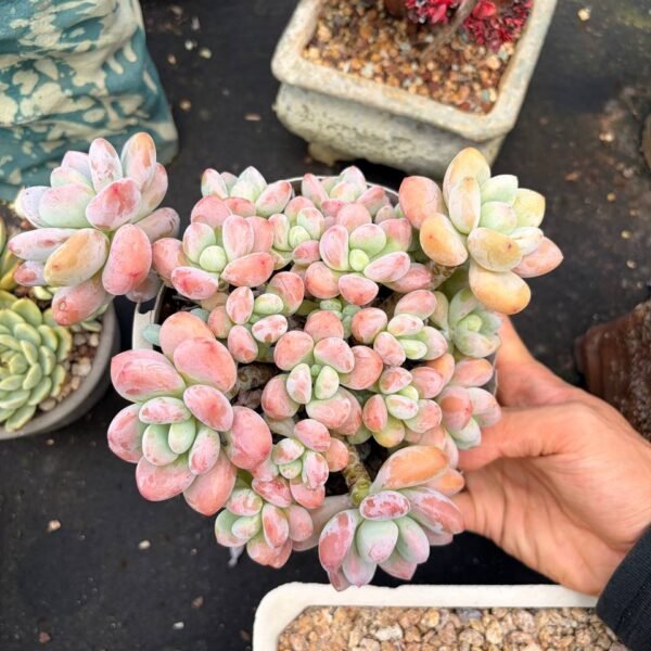 191.Echeveria ‘Luoshen’