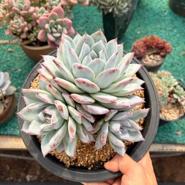 192.Echeveria colorata f. Tapalpa
