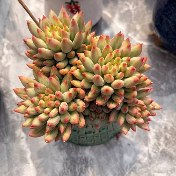 001.Echeveria hybrid