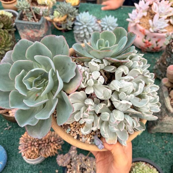 001.Echeveria 'Berkeley Light' f. variegata