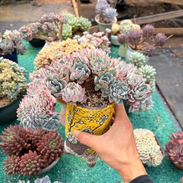 195.Echeveria 'Sasa'