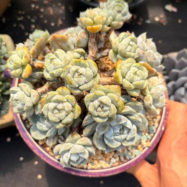197.Echeveria 'Snow Bunny'