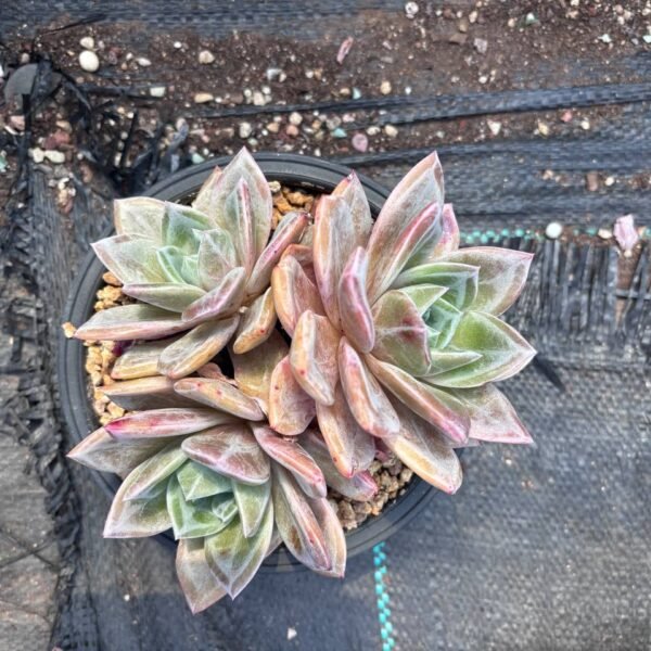 198.：Echeveria 'German Champagne'