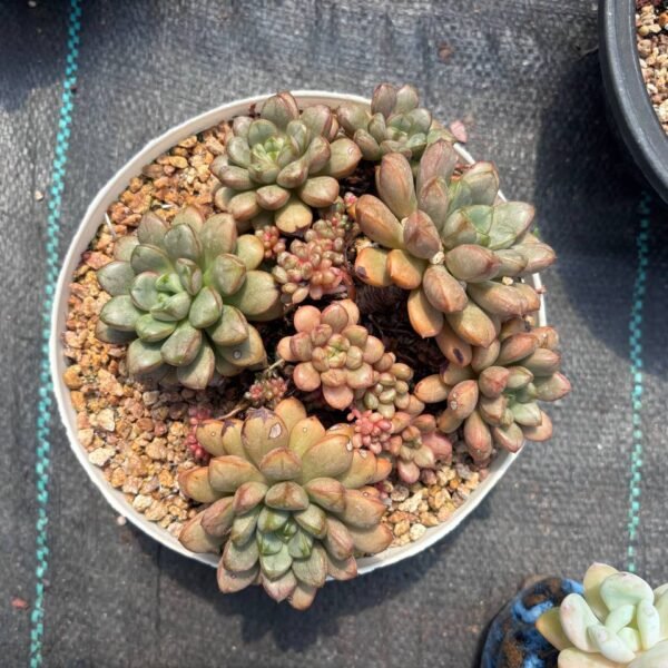 199.Graptoveria 'Amethorum'