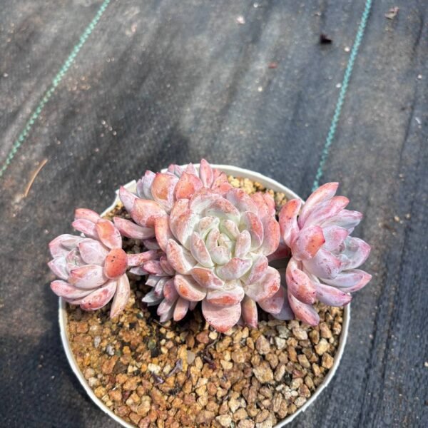 200.Echeveria 'Snow Angel'