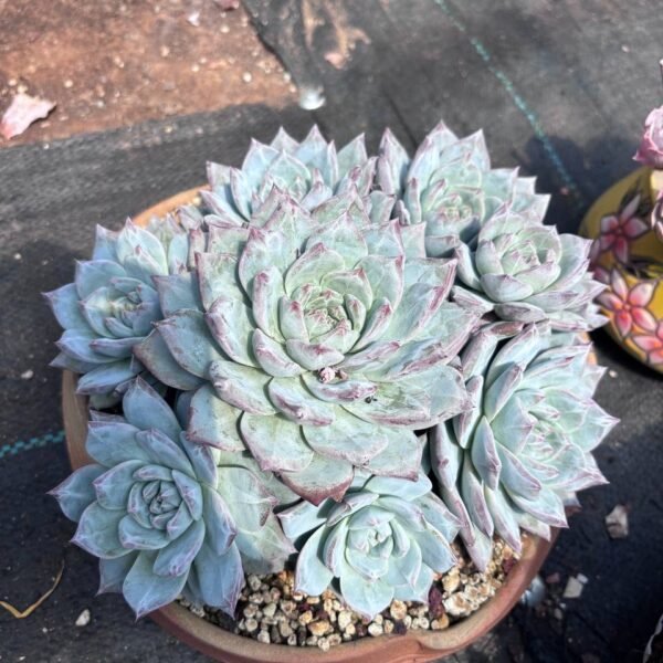 201.Echeveria 'Blue Bird