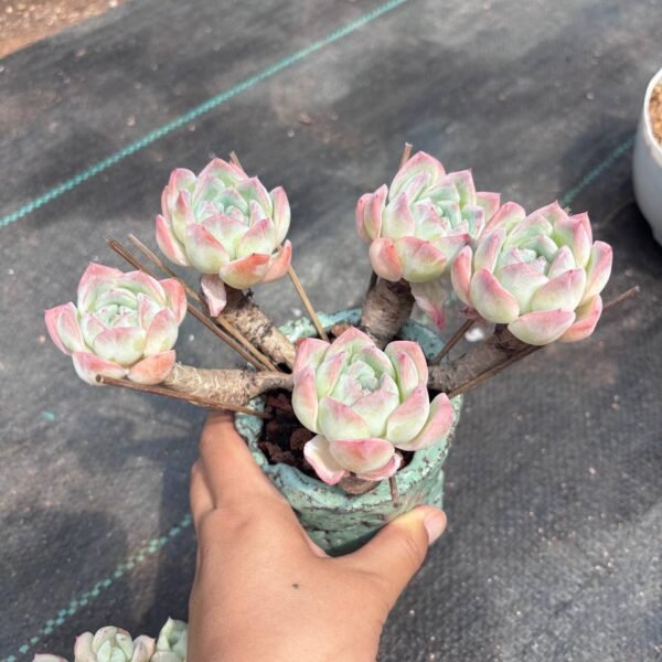 202.Echeveria 'Suryeon'