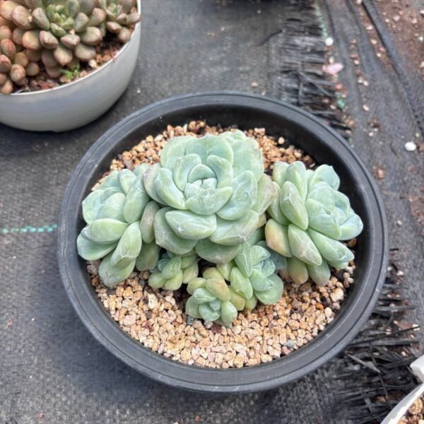 203.：Echeveria 'Monroe