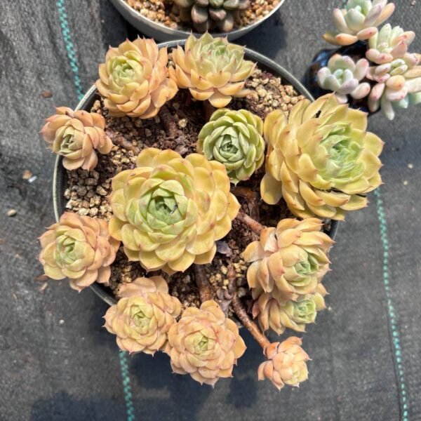 204.Echeveria 'Onslow'