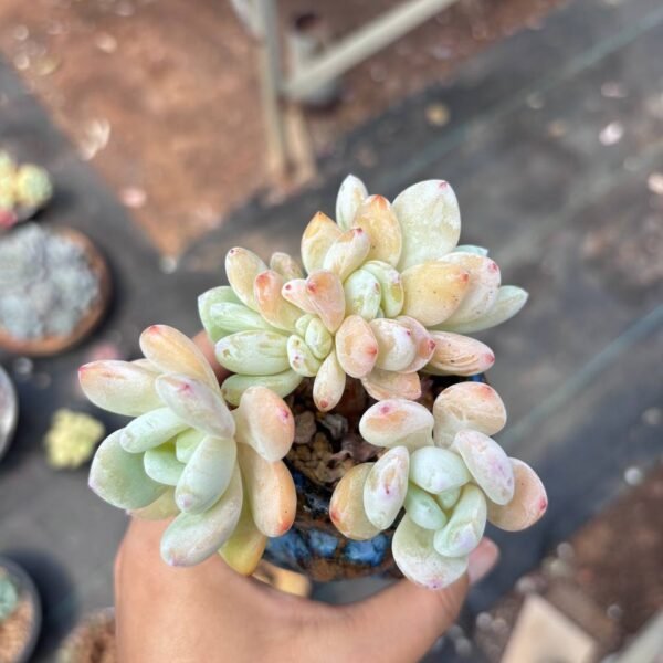 205.xSedeveria 'Maxwell'