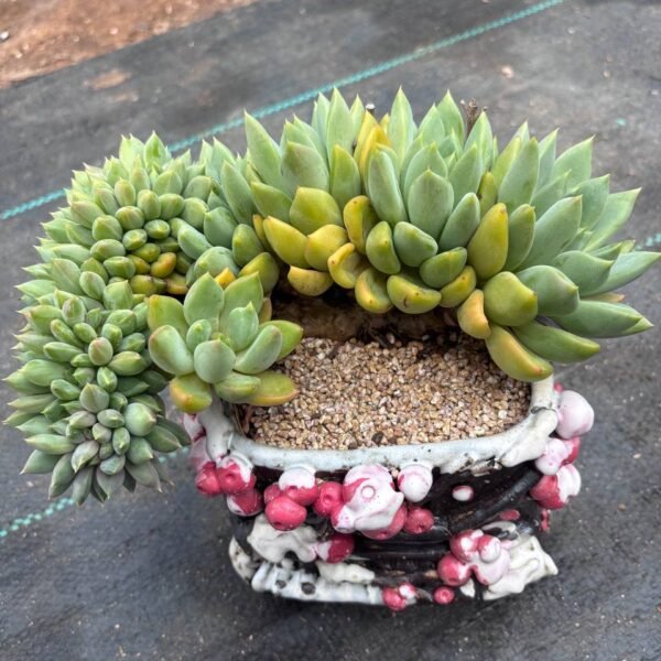 206.Echeveria 'J.C. Van Keppel' f. cristata
