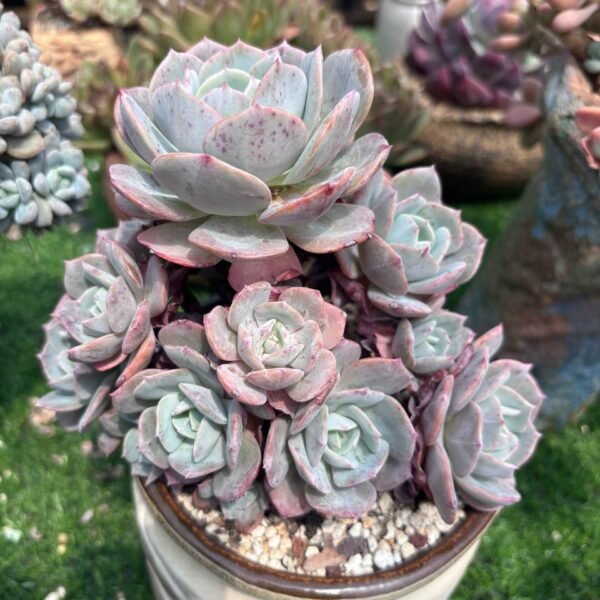 207.Echeveria 'Cassyz'