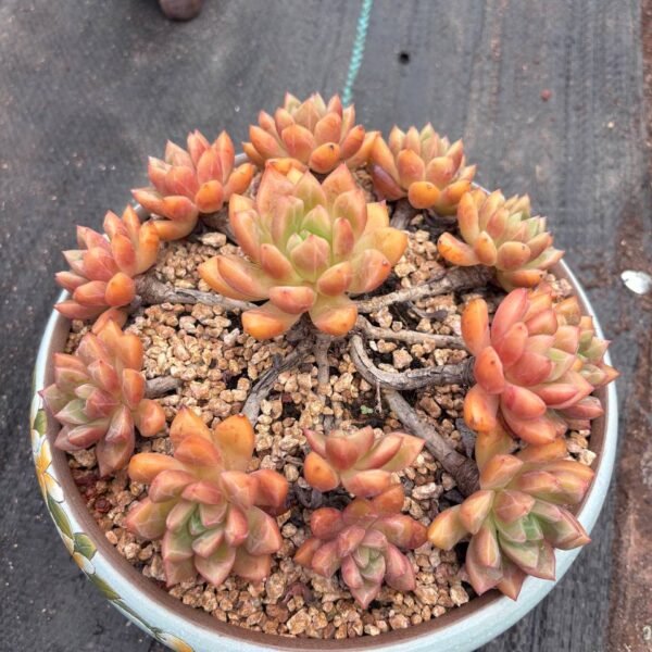 001.Echeveria 'Blood Swallow