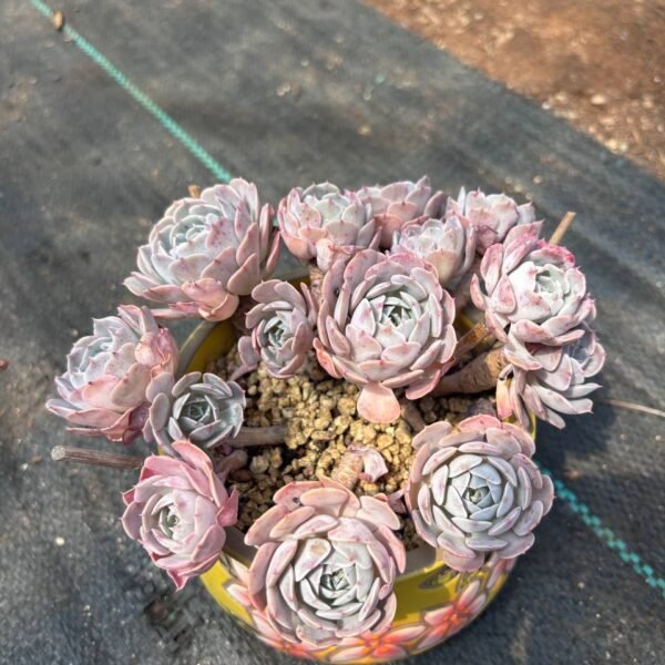 209.Echeveria 'Tianci'
