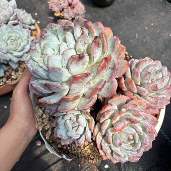 210.：Echeveria 'Monroe