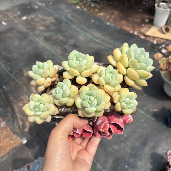 211.Echeveria 'Cute Bubble