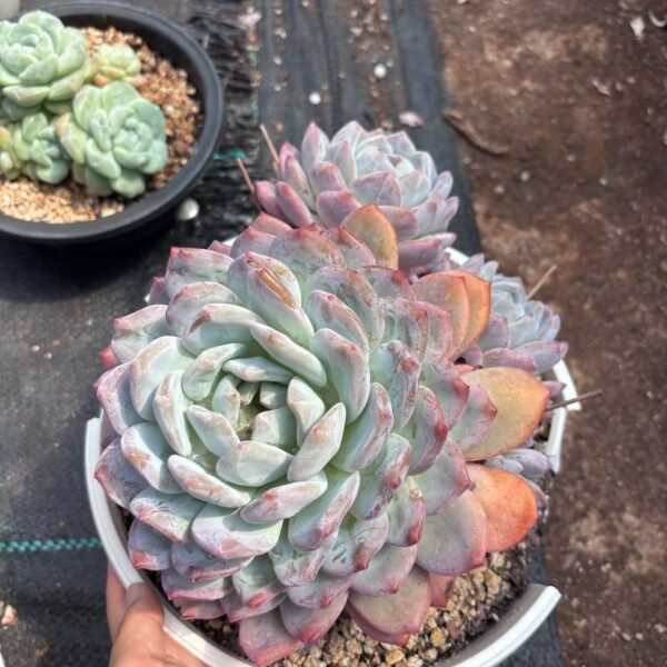 212.：Echeveria 'Monroe