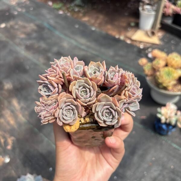 213.Echeveria 'Lapine' f. cristata