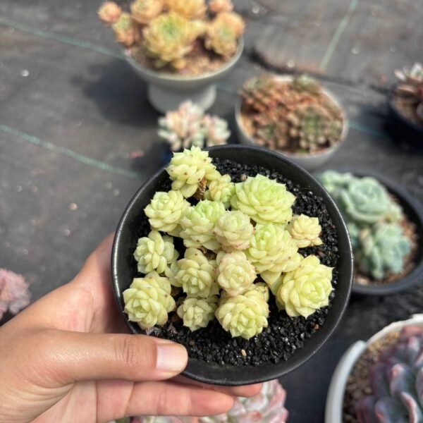 214.Echeveria 'White Swan'