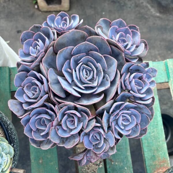 215.Echeveria 'Dusty Rose'