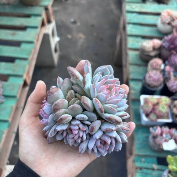 217.Echeveria 'Starry Snow'