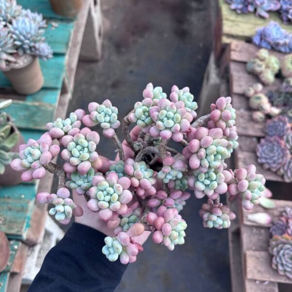 218.Echeveria 'Caviar'
