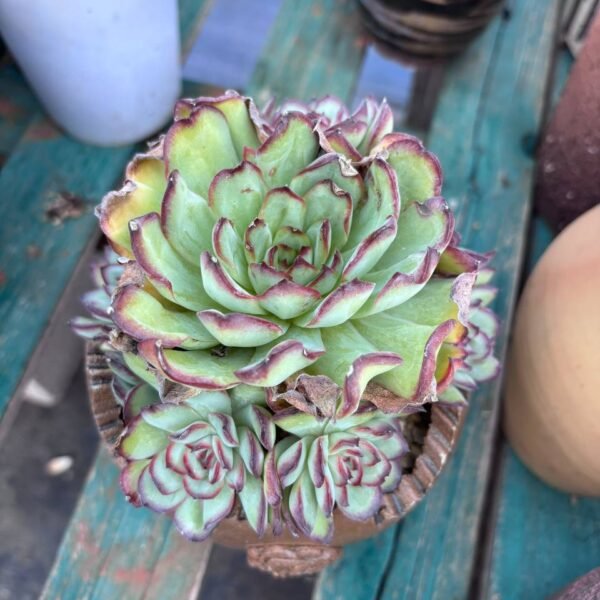 220.Echeveria 'Meat Sauce Rose'