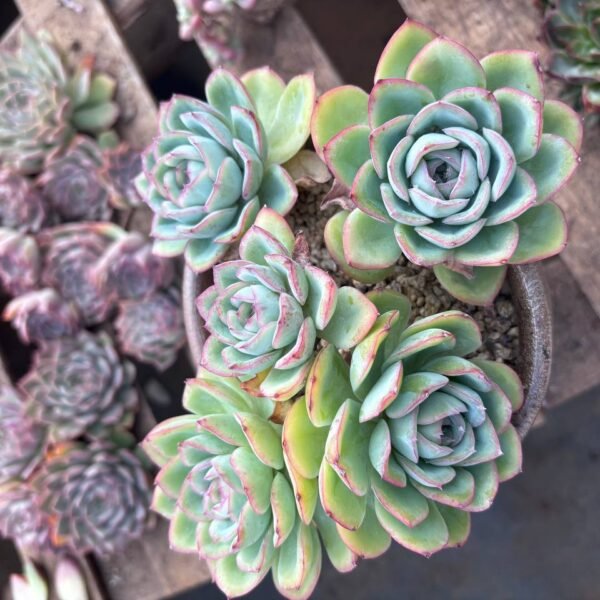 221.Echeveria ‘Morning Dew’