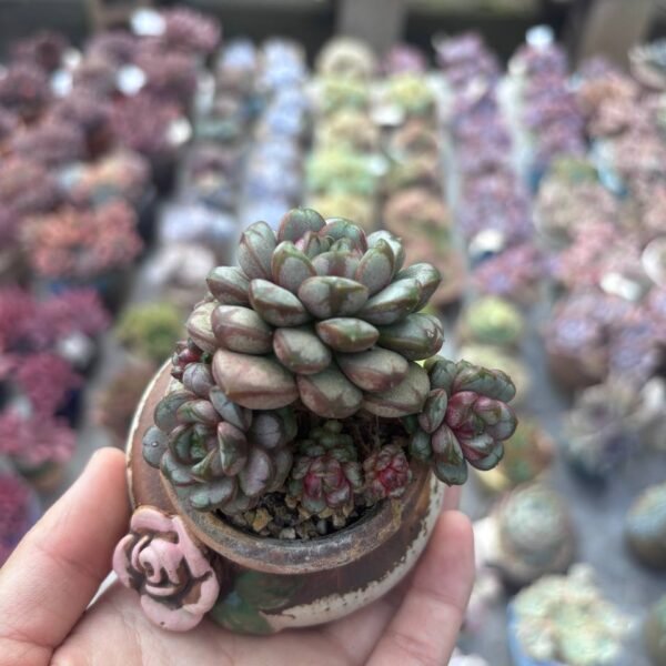 222.Graptoveria 'Amethorum'