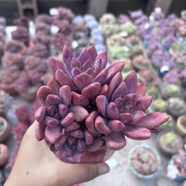 224.Echeveria: ‘He Feiyu’