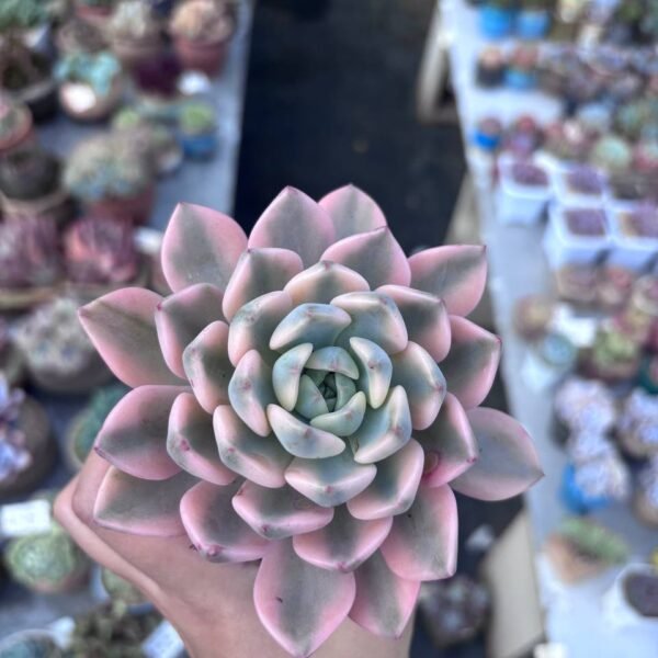 225.Echeveria 'Pretty in Pink' f. variegata
