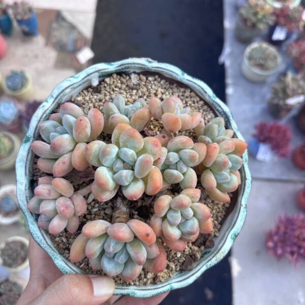 226.Echeveria 'Ta Xue'