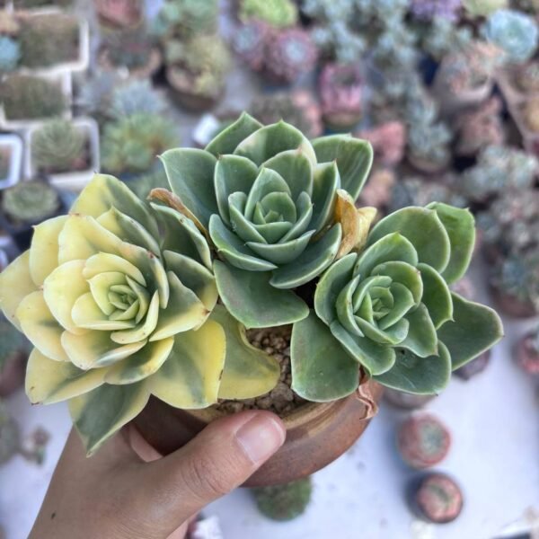 227.Echeveria 'Starnata' f. variegata