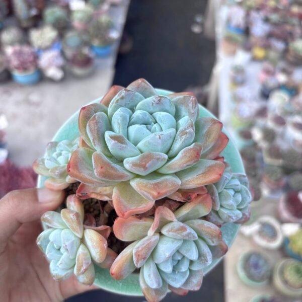 228.Echeveria 'Ice Green'