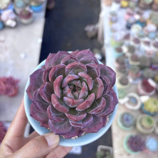 229.Echeveria 'Daredevil'