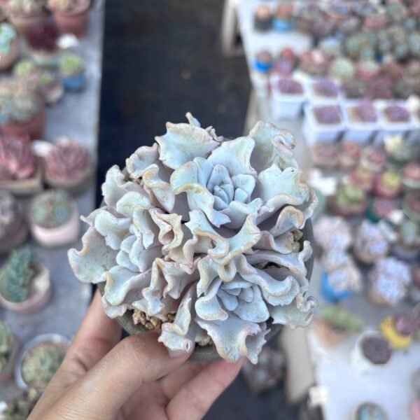 230.Echeveria 'Madiba'