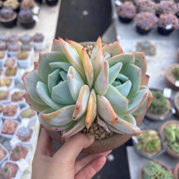 231.Echeveria 'Phoenix Monroe'