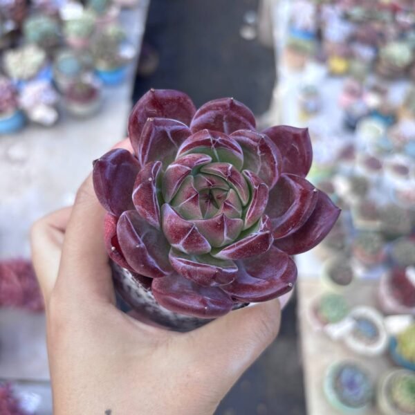 232.Echeveria 'Daredevil'
