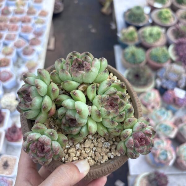 233.Echeveria 'Iria'