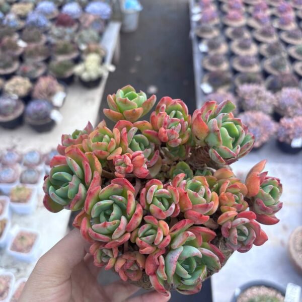 234.Echeveria agavoides 'Fanta'