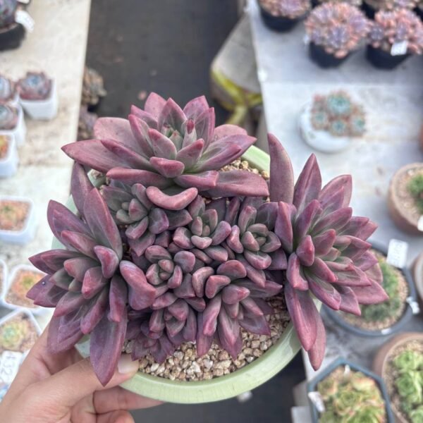 235.Echeveria 'Hephaestus'