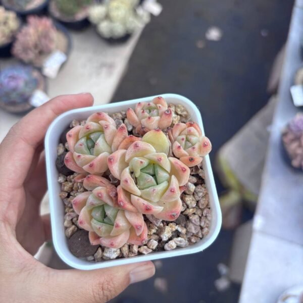 236.Echeveria 'Alba Beauty'