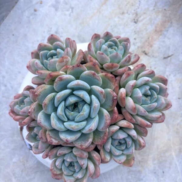 237.Echeveria 'Houmeng Hybrid'