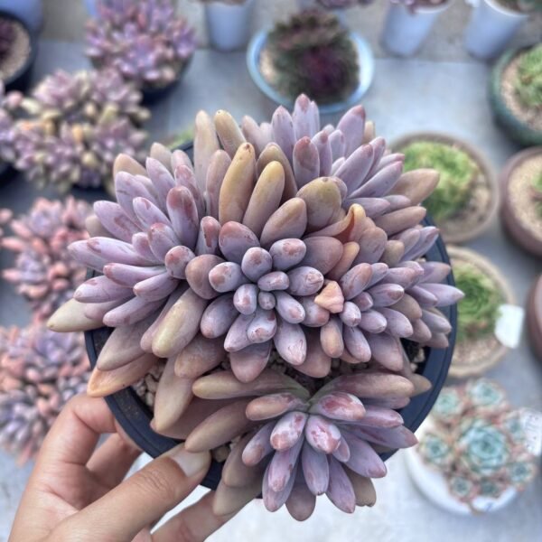 238.Echeveria ‘Original Poppy’