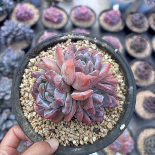 239.Echeveria 'Orange Monroe